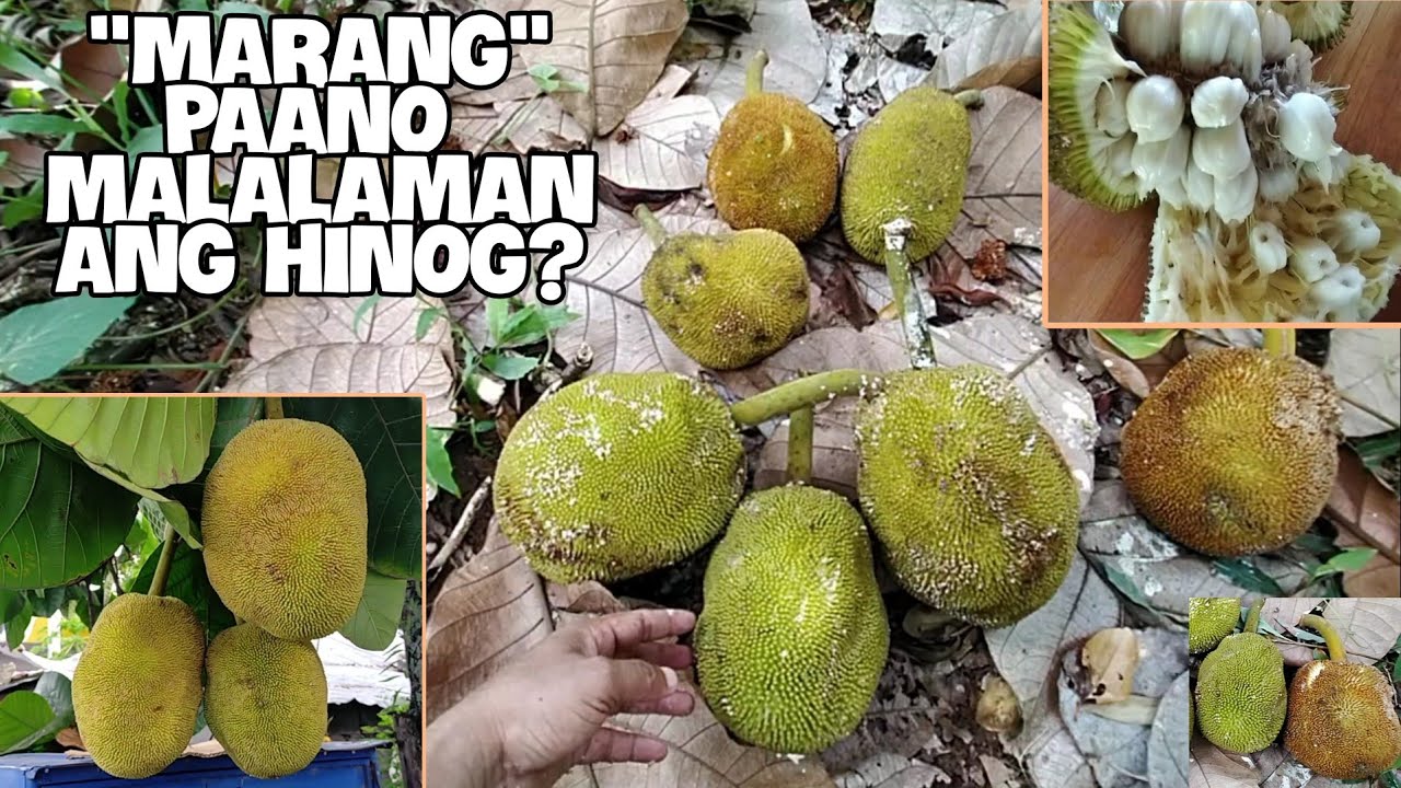 PAANO MALAMAN ANG HINOG NA MARANG?