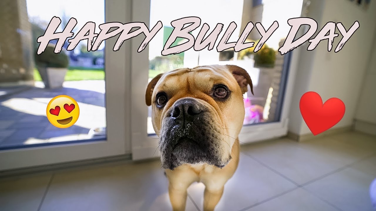 Happy Bully Day | Continental Bulldog | Little Anton
