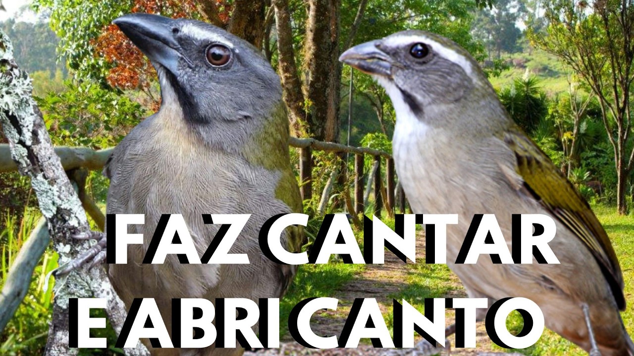 O TOP Trinca Ferro Cantando Muito Vídeo para Esquentar Trinca Ferro Frio e Estimular