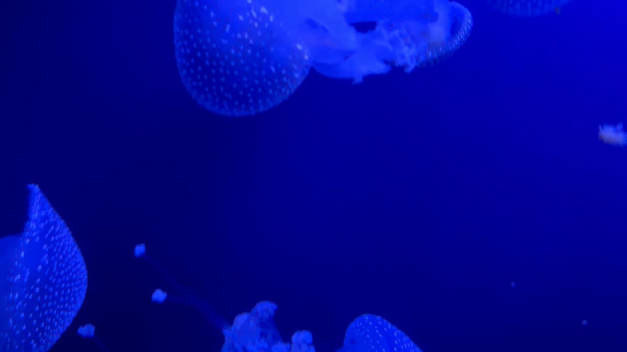 Calming Jellyfish Ambience for Relaxation and Deep Focus | Ocean Sounds