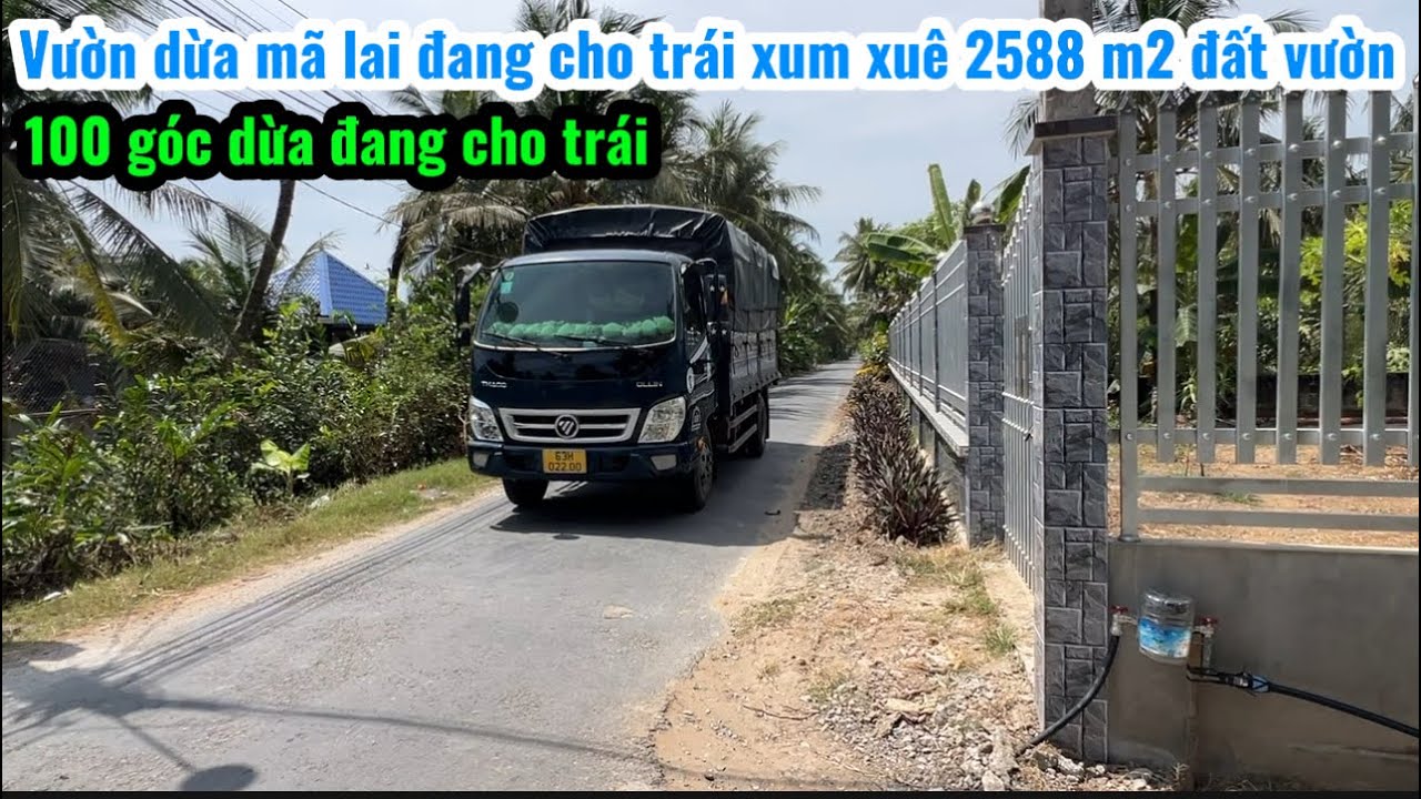 T.3215 vườn dừa mã lai đang cho trái xum xuê 100x26 tổng 2588 m2 vô có trái bán hàng tháng ồn định 