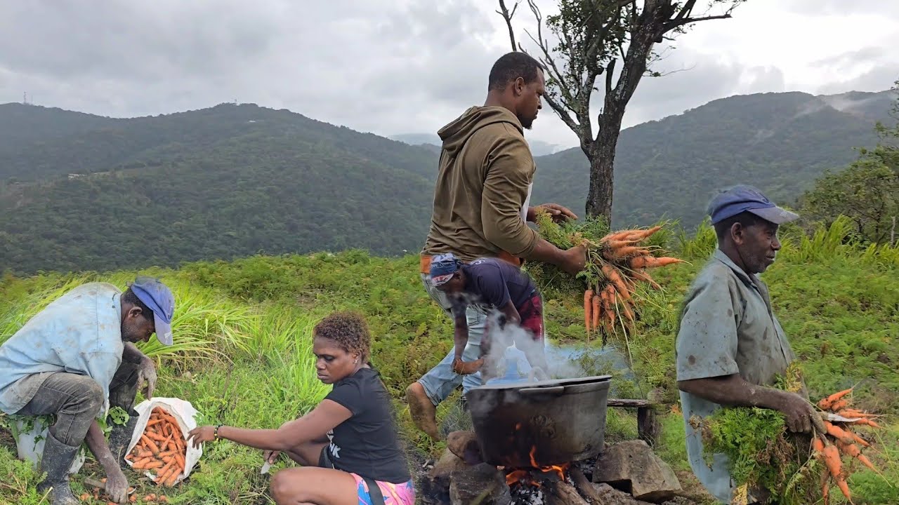 Harvesting carrots | chicken back soup high up in the hills