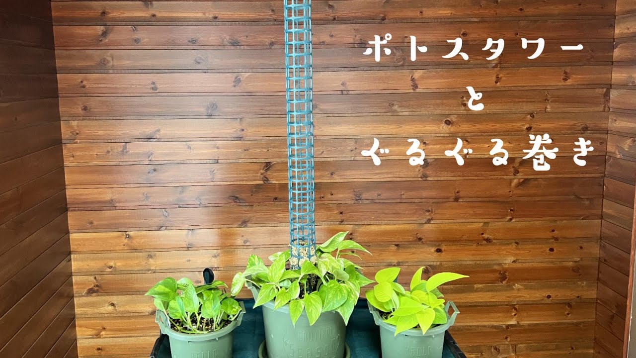 [観葉植物] ポトスのタワーを作る