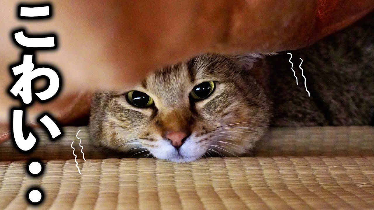 トラの震えが止まらなくなりました【庭に住みついた野良猫を家猫へ】