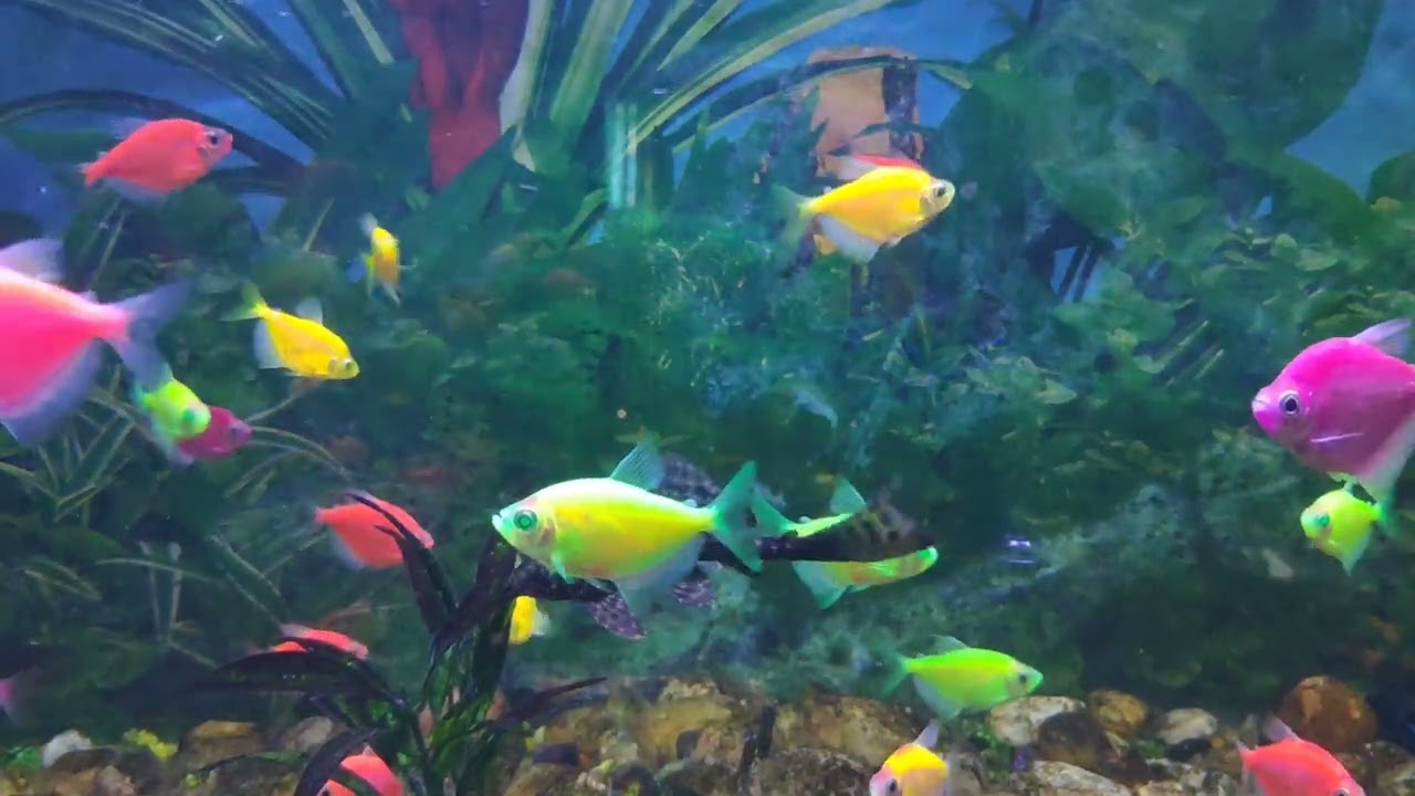 Fish tank America 🇺🇸🇺🇸 5🍭🇺🇸🇺🇸🍭
