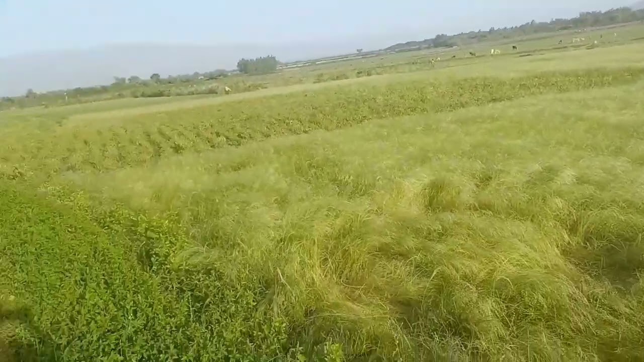 ራያ    ዊጃ