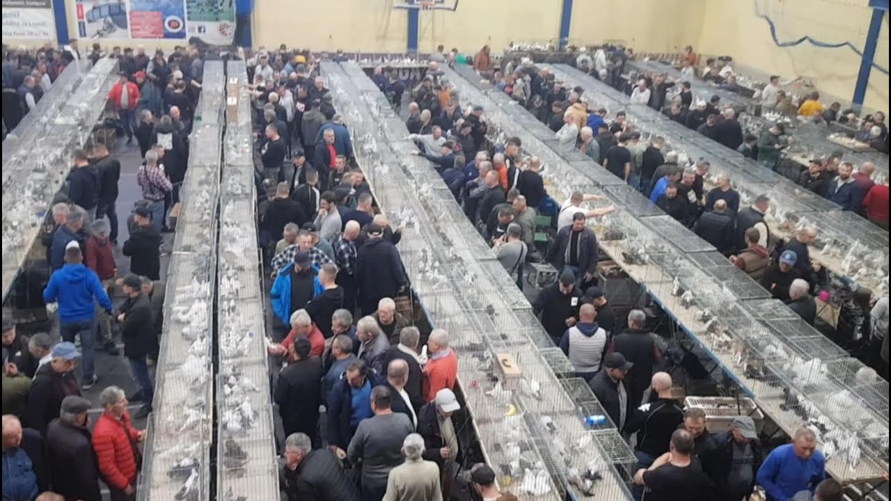 Giełda / Wystawa gołębi | Garwolin 09.11.2025