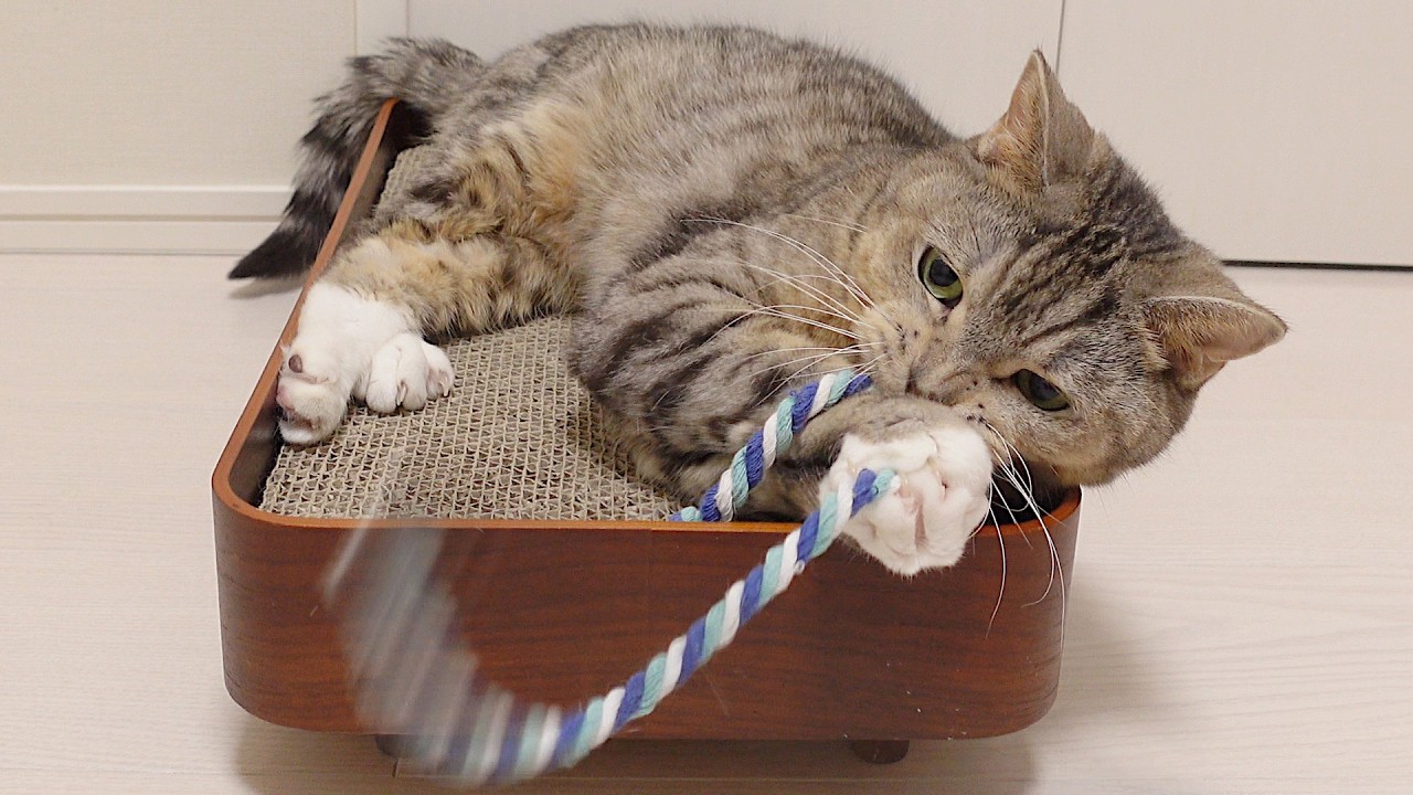 猫じゃらしに夢中で猫パンチをする猫ズ。