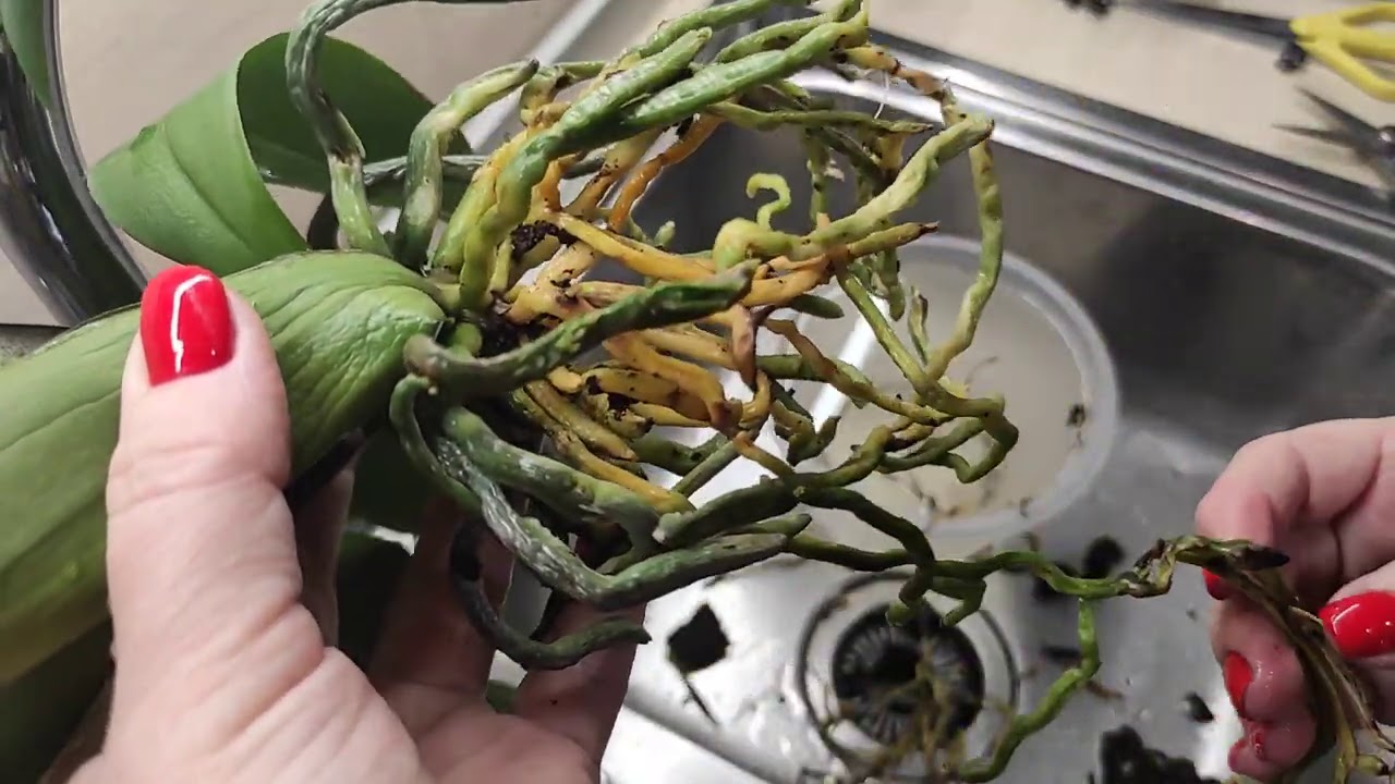 13.03.21.ОРХИДЕЯ уценка ~4 из Оби Лахта.