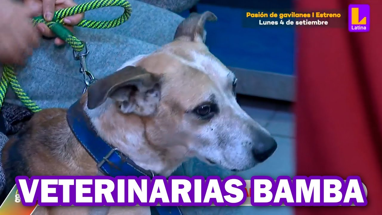 Veterinarias bamba en Lima: Colegio de Veterinarios incauta locales en Puente Piedra y Huaycán