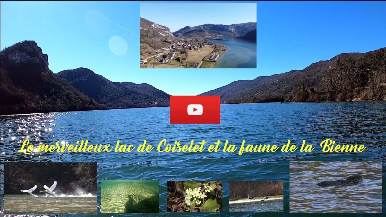 Incroyable faune sur le Lac de Coiselet  ainsi que la Bienne dans le Jura