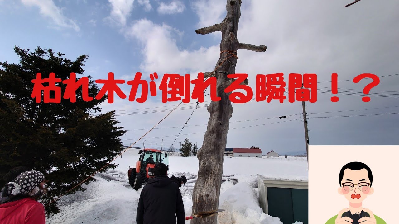 トラクターで枯れ木を倒す一部始終❗