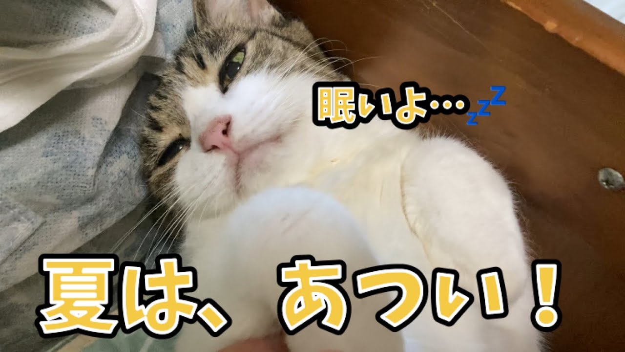 夏の寝床は、ココ
