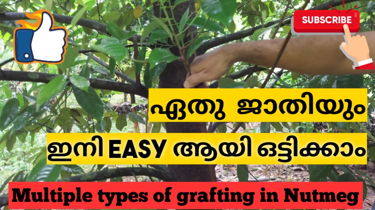 Nutmeg grafting techniques in all sized plants and trees to get better yield from male nutmeg trees
