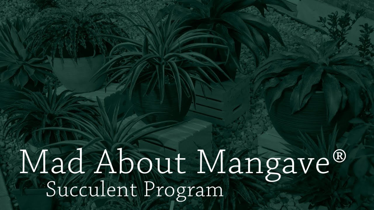 Mad About Mangave Succulents | Walters Gardens