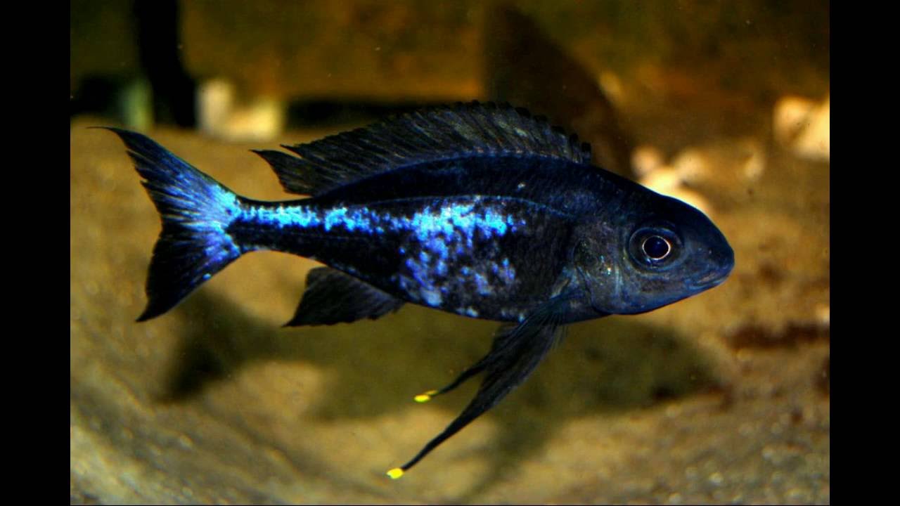 Ophthalmotilapia boops Nkondwe island 