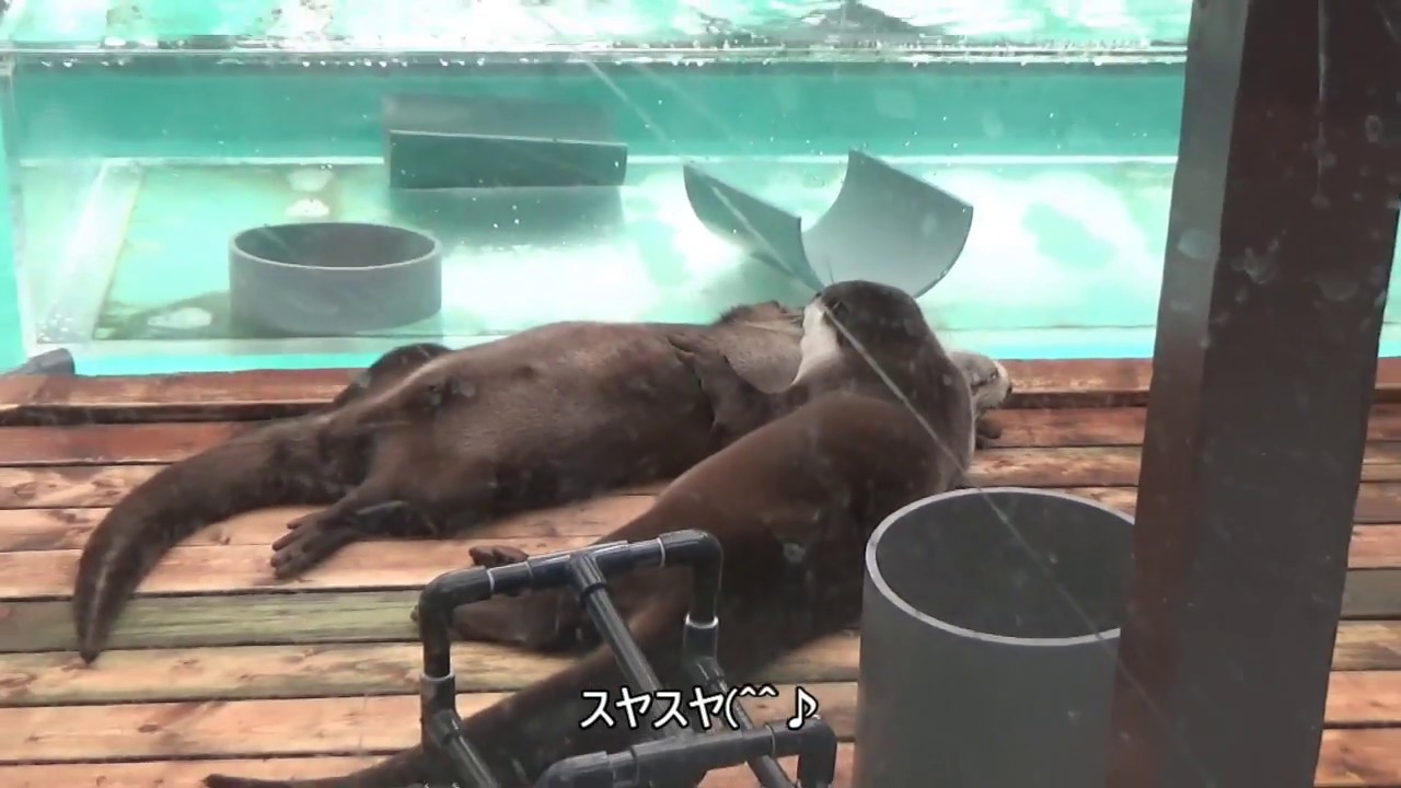 Ise Sea Paradise Otter viewing カワウソ ウォッチング 8/25