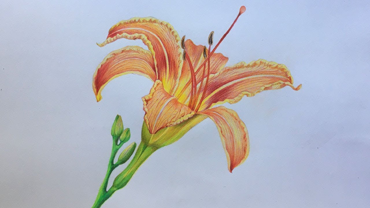 Lily Flower Drawing in Color Pencils | Flower Drawing | Faber Castell Polychromos