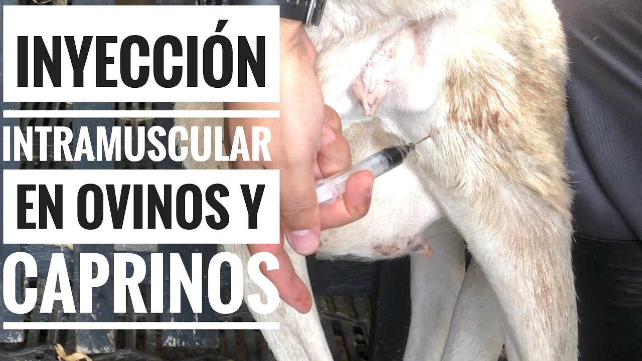 💉INYECCIÓN intramuscular en ovinos y caprinos 🐑