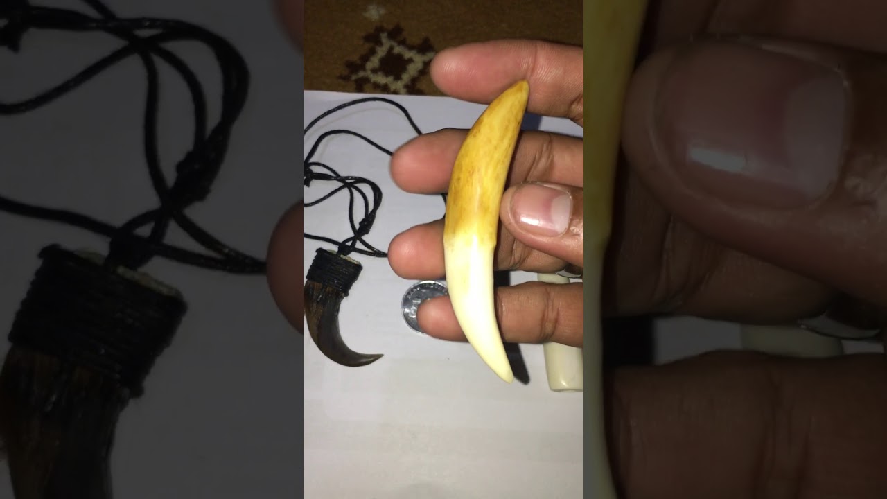 TARING MACAN, KUKU MACAN DARI TULANG SAPI, 🤪dibuangsayang🤪