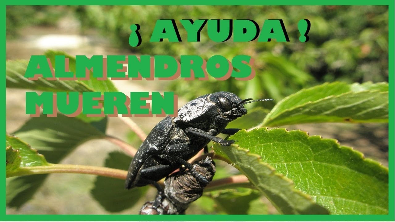 ¡AYUDA URGENTE GUSANO CABEZUDO!