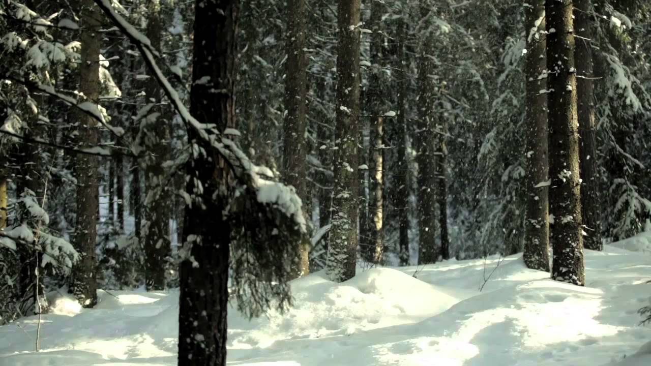 Metsäkävely - Talvi - Suomen Mielenterveysseura