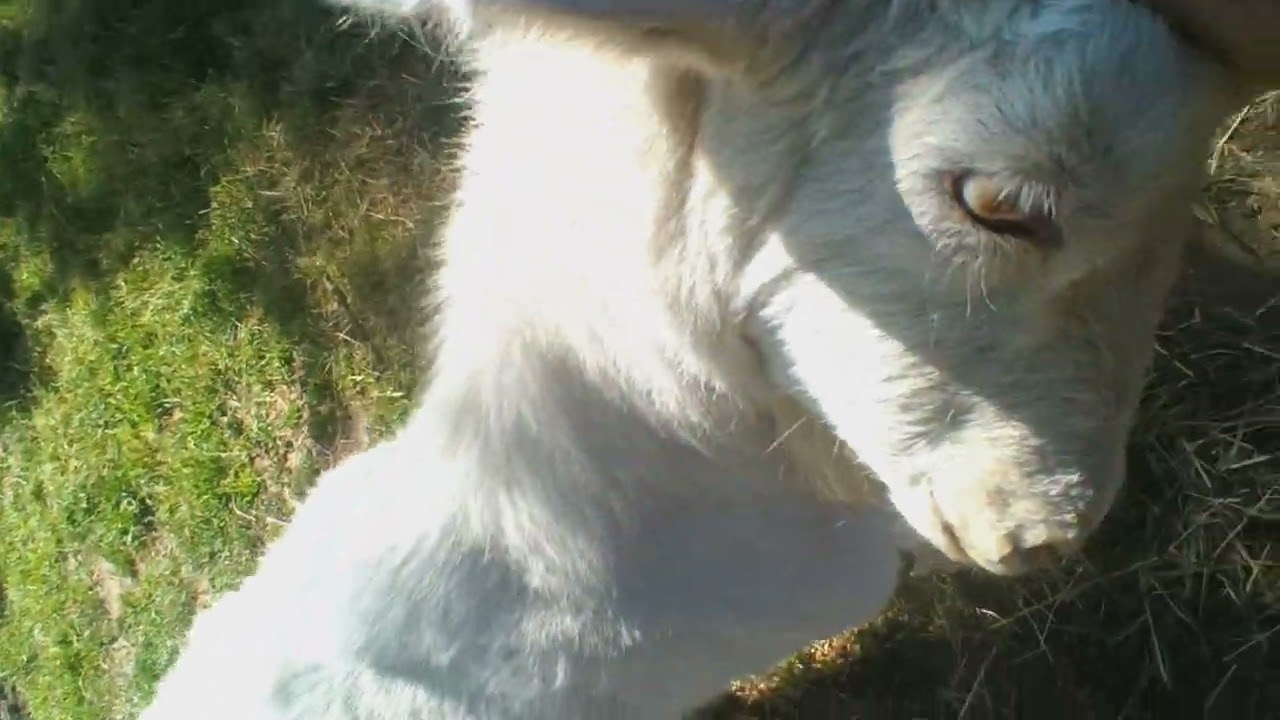 How to deal with an aggressive Goat!