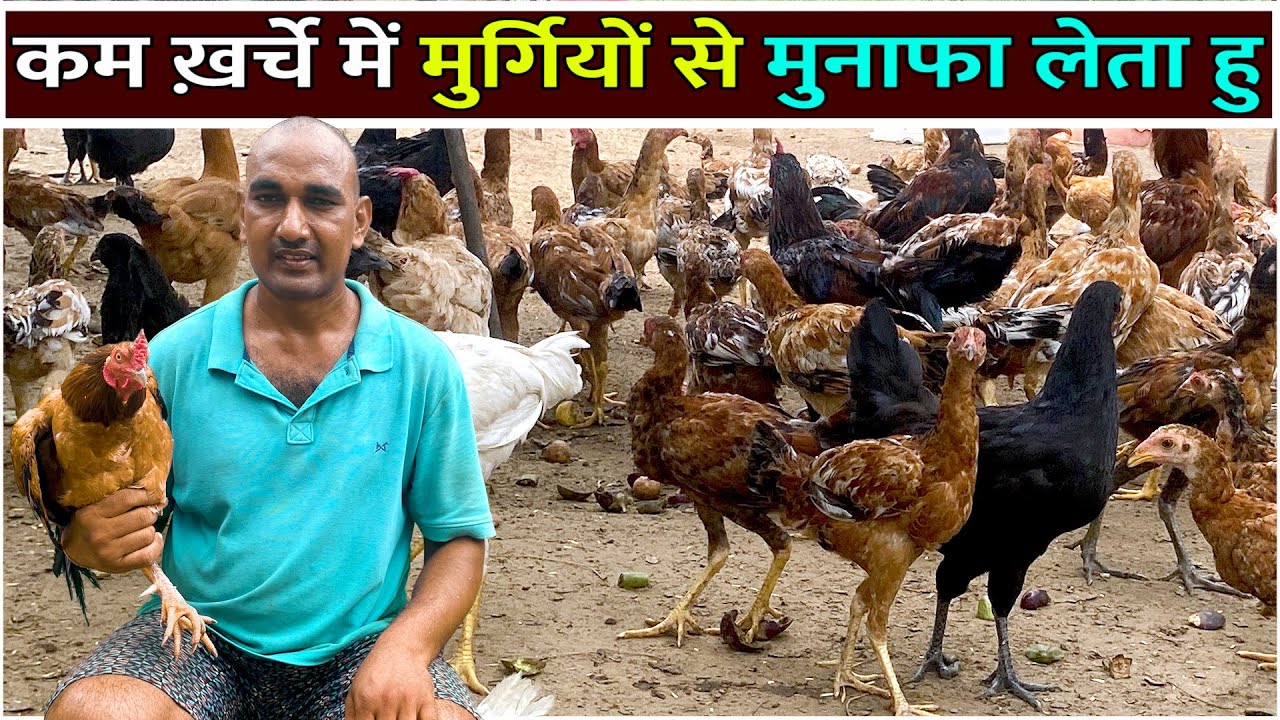 कम ख़र्चे में मुर्गियों से अधिक मुनाफा Free Range Deshi Murgi Palan।Desi Poultry Business