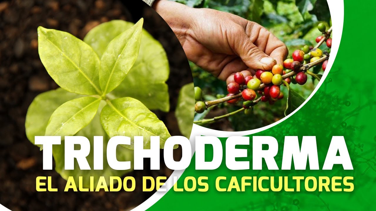 Trichoderma el aliado de los cafetaleros