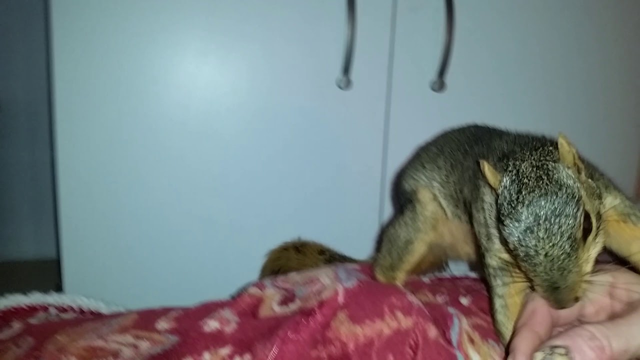 Silly Squirrel Thinks She Can Drag Me Outside