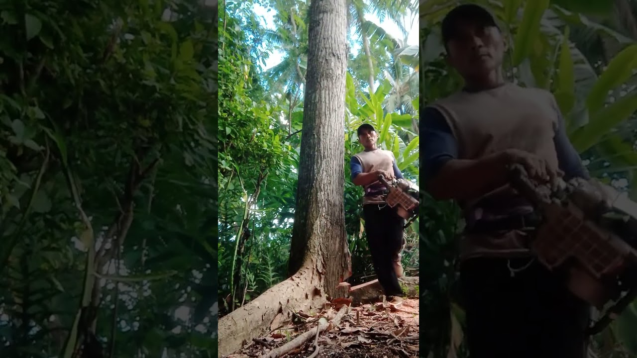 Tebang pohon mahoni roboh tak terarah