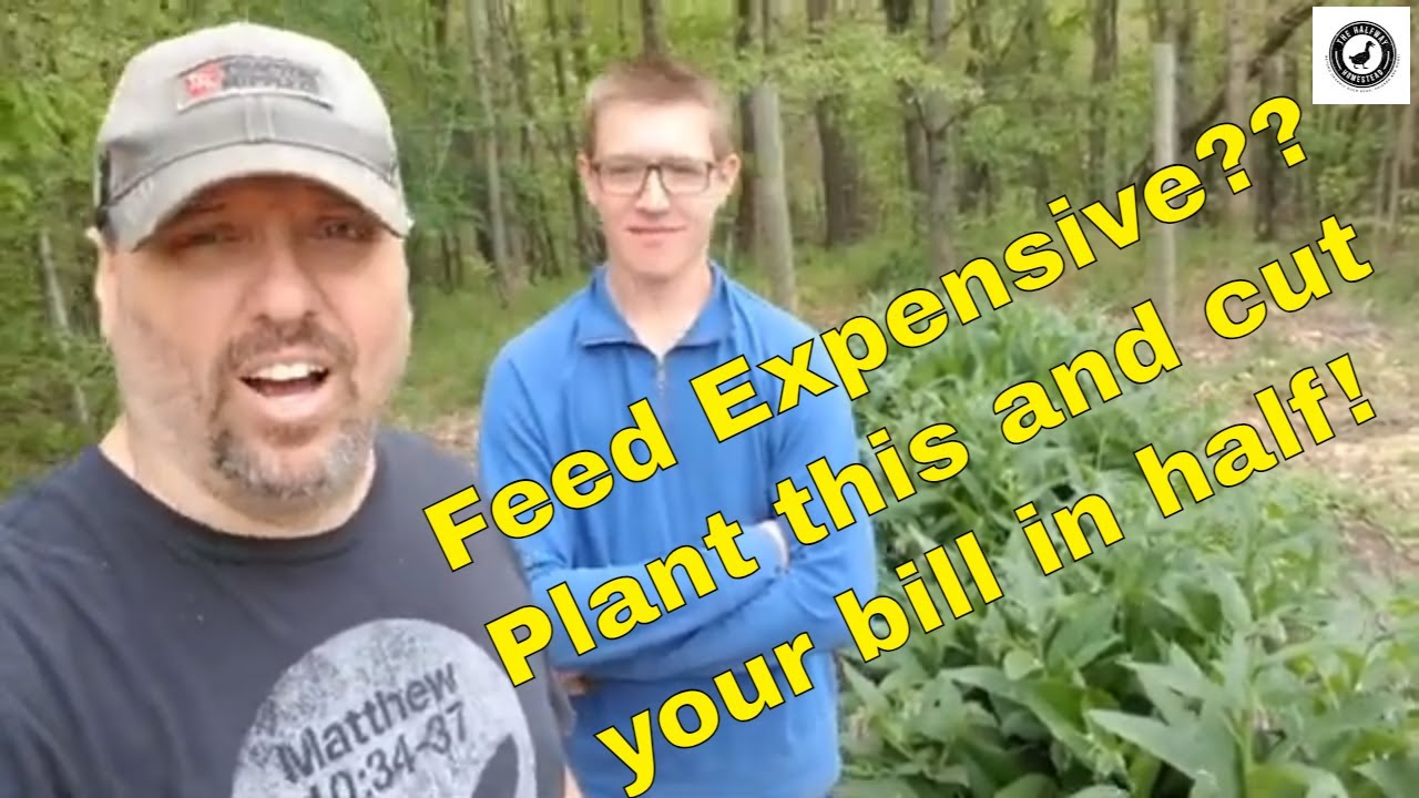 Grow your feed, save money! Ducks/Chickens rejoice on the Homestead!