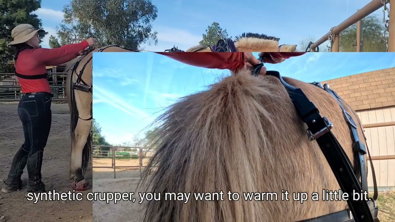 Putting on a modified farm or parade harness