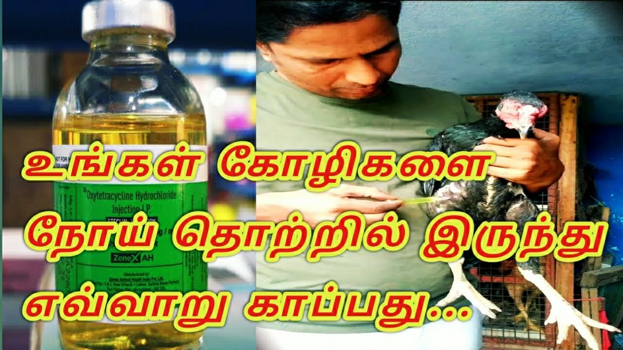 உங்கள் கோழிகளுக்கு நோய் எதிர்ப்பு சக்தியை உருவாக்குவது எப்படி....
