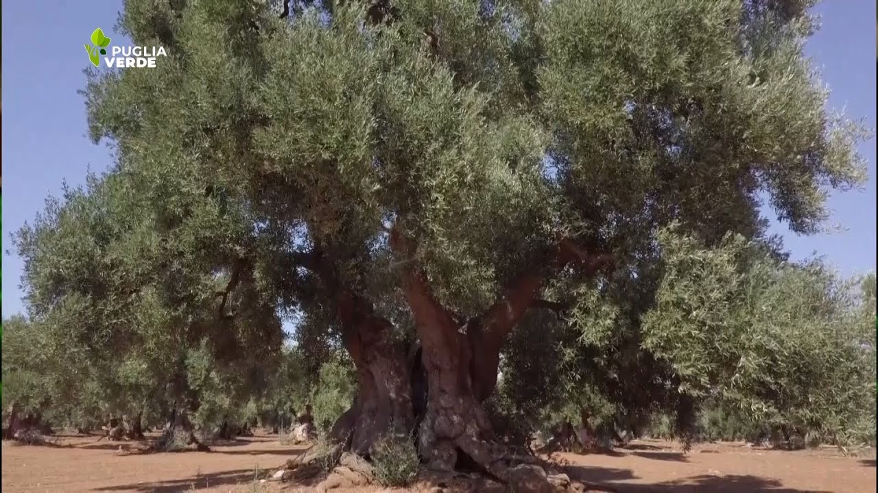 XYLELLA FASTIDIOSA E SCIENZA