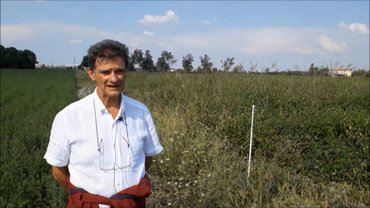 Prova diserbo pomodoro - Consorzio Agrario dell'Emilia