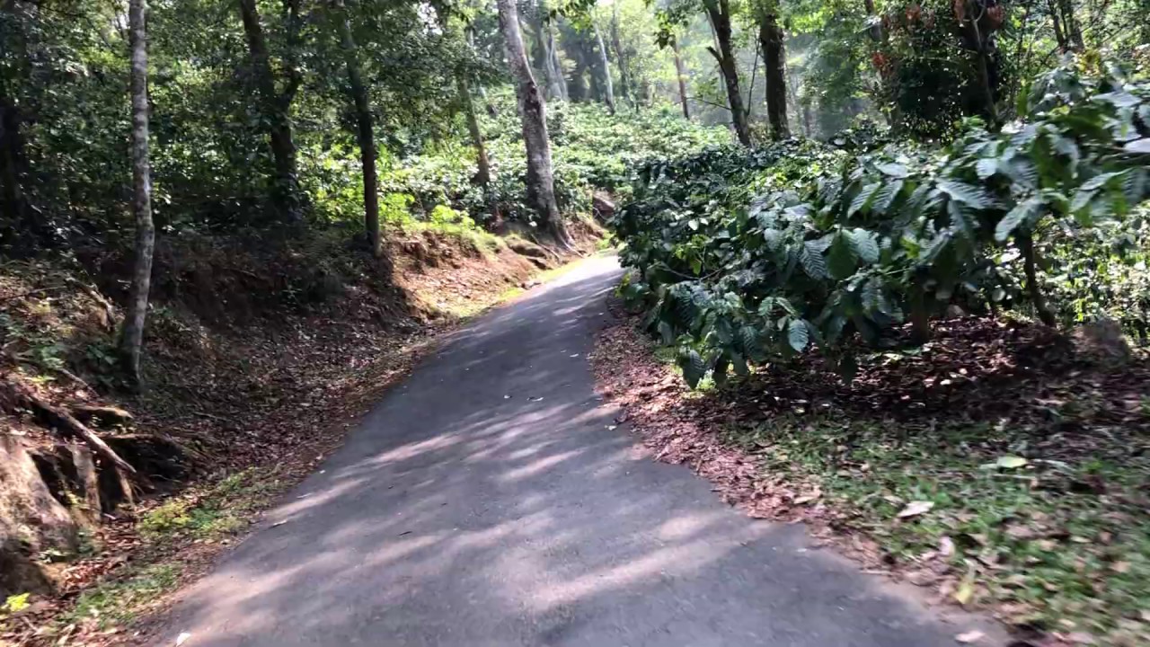 Riding through the Seethargundu POABS Tea Estate, Nelliyampathy - Part 1
