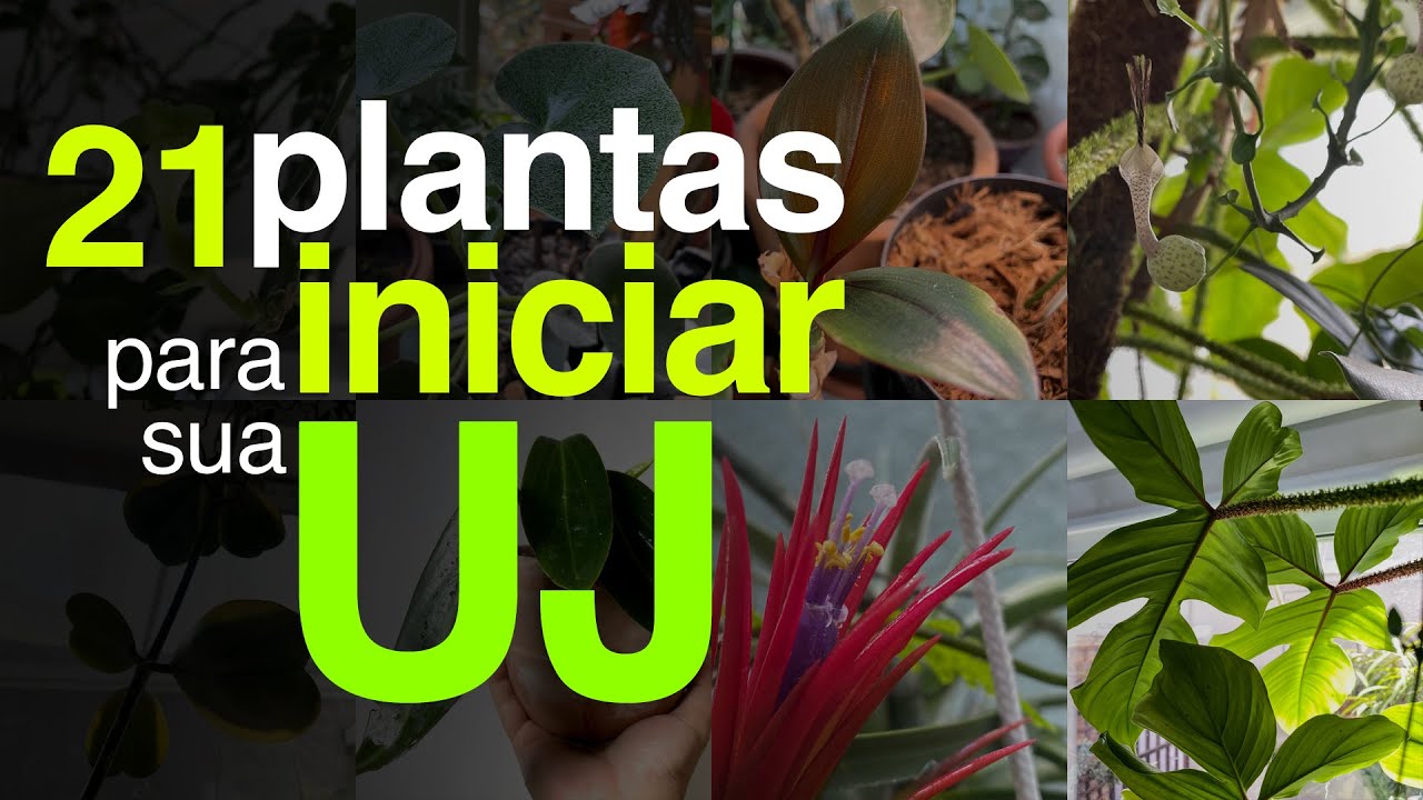 21 Plantas Sugeridas para Inicia&ccedil;&atilde;o Urban Jungle | Jardineiros Urbanos por Flay