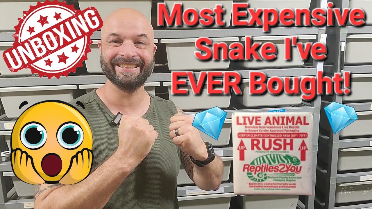 Unboxing The Most Expensive Snake I've Ever Purchased! And A New Breeder