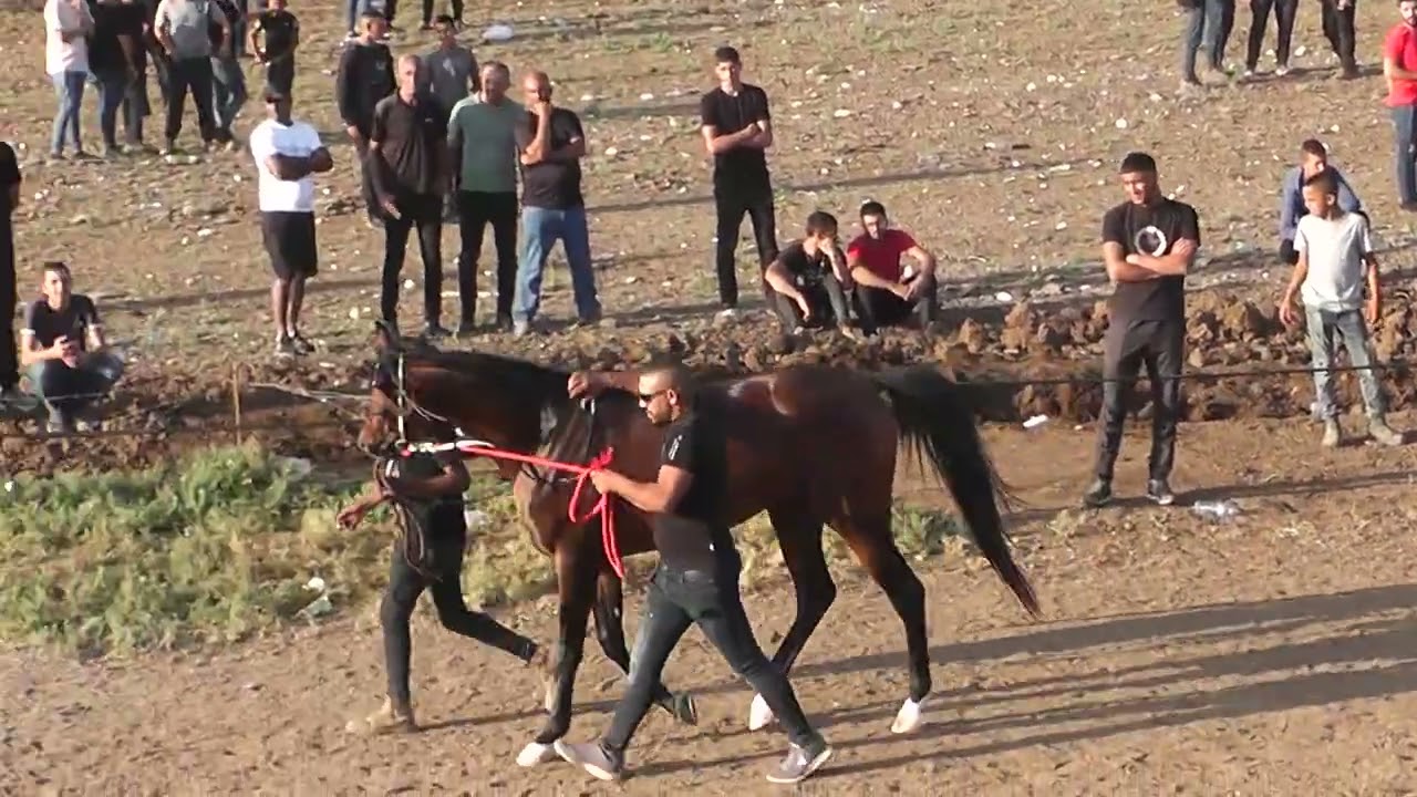 الحصان العربي بطل الميادين شمس الدين ابن الفحل فانتوم اونيل والام بنت الفحل فيري فاي ابن مروان الشقب