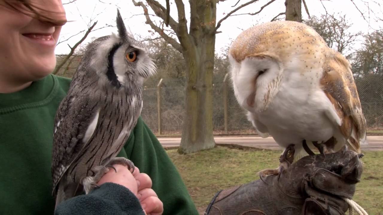Introducing Gizmo the baby white-faced owl