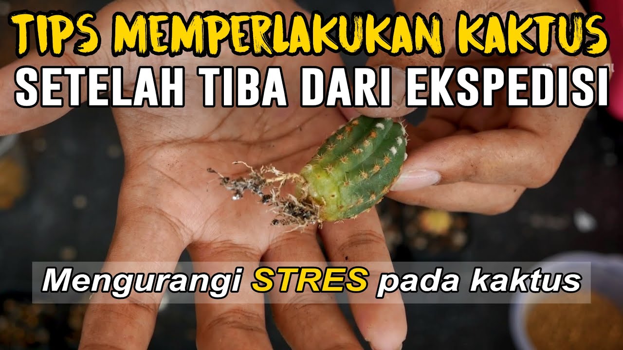 Tips Merawat dan Menanam Kaktus Ketika Sampai Dari Ekspedisi