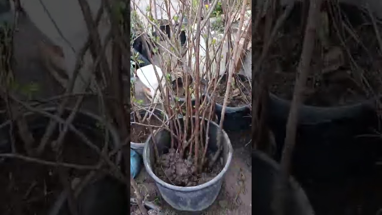 Mastaga kendi,Xeyal bazarinin yuxari hissesinde gulculuk
