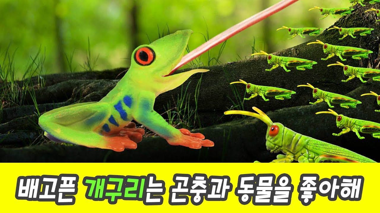 한국어ㅣ배고픈 개구리는 곤충을 좋아해! 어린이 교육 만화 영상, 곤충과 동물 이름 맞추기, 한글공부, 컬렉타피규어, 73화ㅣ꼬꼬스토이