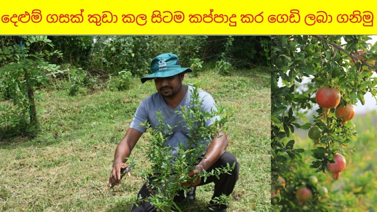 දෙළුම් ( Pomegranate )  පැලයක් කුඩා කල සිටම කප්පාදු කර ඉක්මනින් ගෙඩි ලබා ගනිමු