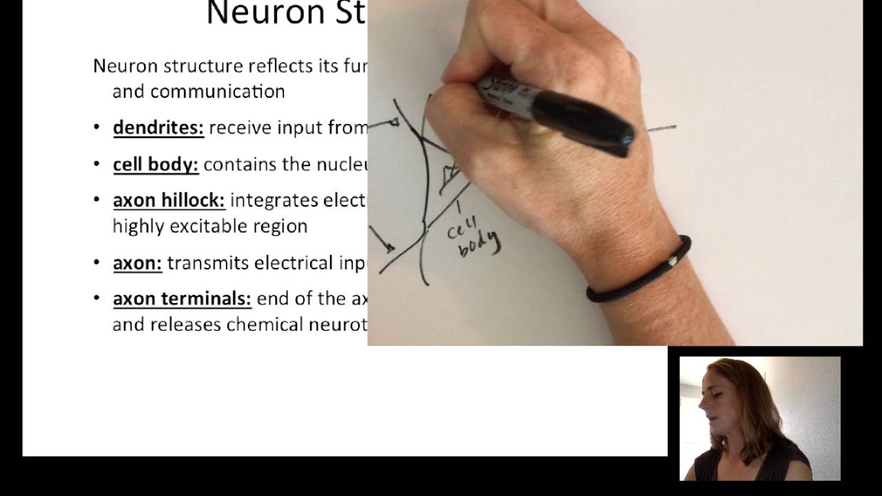 Lecture8 Neurophysiology Part1