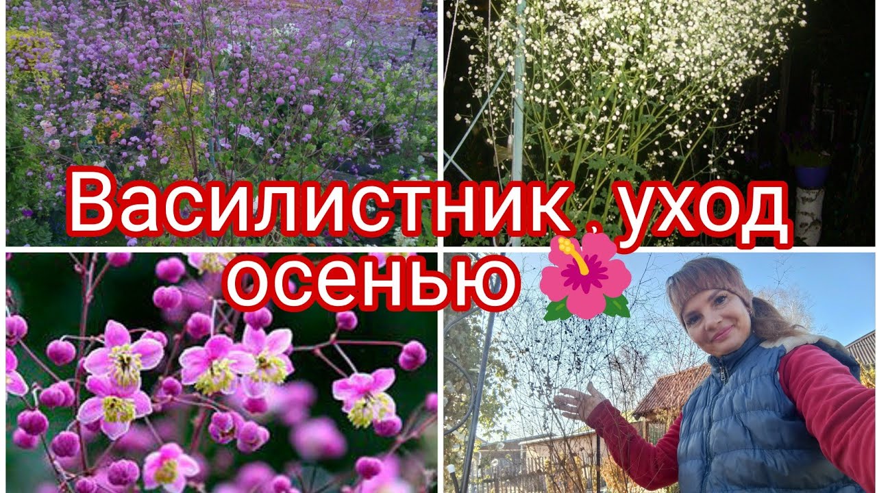 ВАСИЛИСТНИК ДЕЛАВЕЯ , ПОДГОТОВКА К ЗИМЕ.