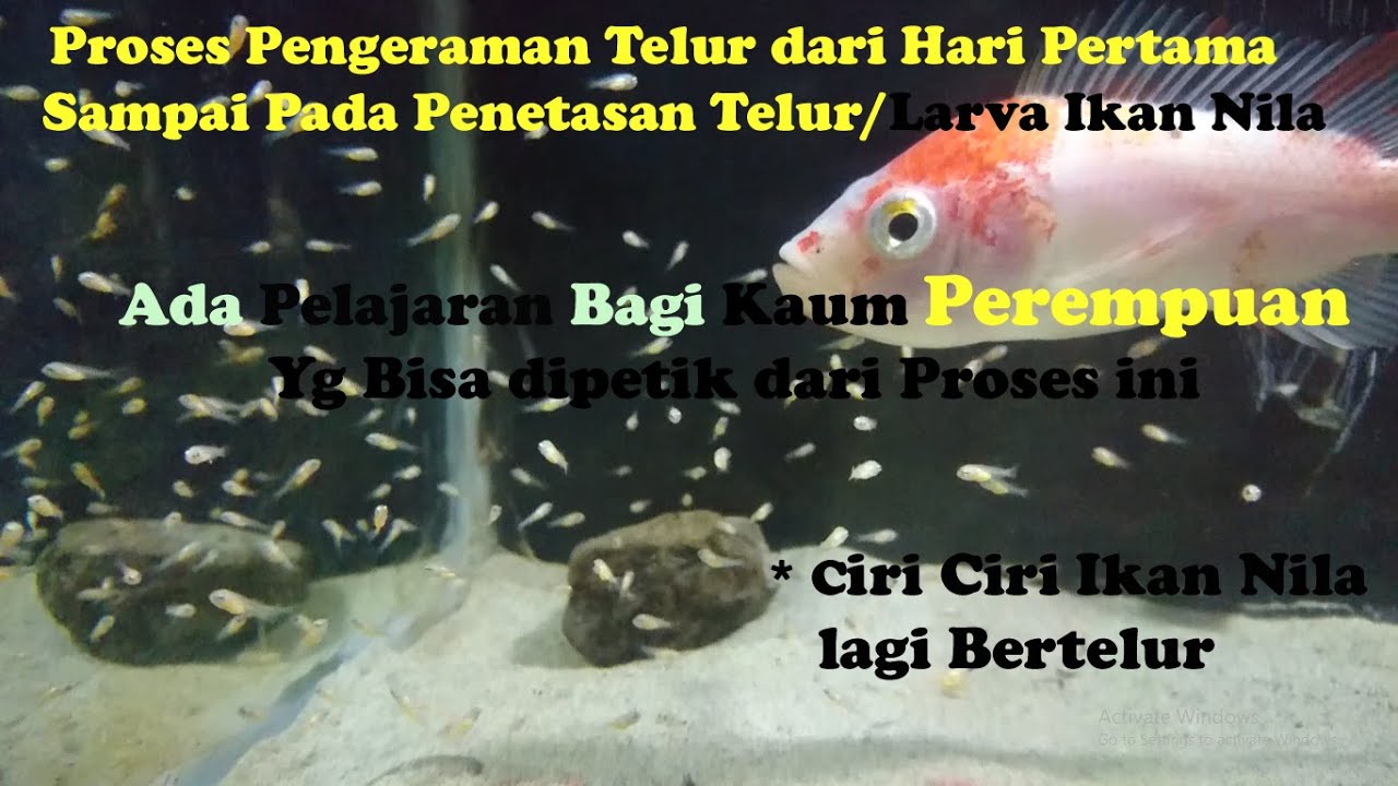 Proses Penetasan Telur Ikan Nila Merah Sampai Menetas dalam Aquarium