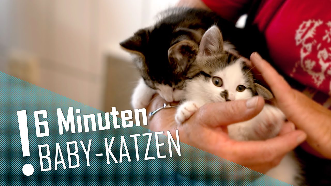 6 MINUTEN  | Baby-Katzen im XXL-Clip | DER TIERKANAL
