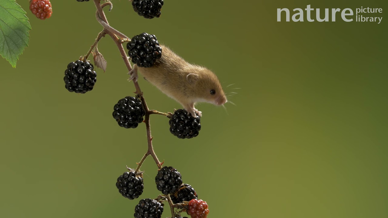Harvest mouse climbing down blackberries on branch, Bedfordshire, UK. Controlled conditions.